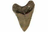 Huge, 5.72" Fossil Megalodon Tooth - North Carolina - #199710-1